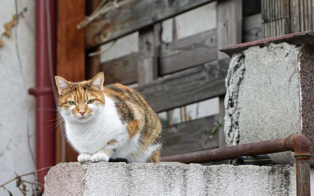 猫宠物国内猫科