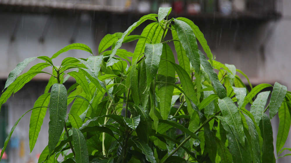 雨中的芒果树顶绿叶