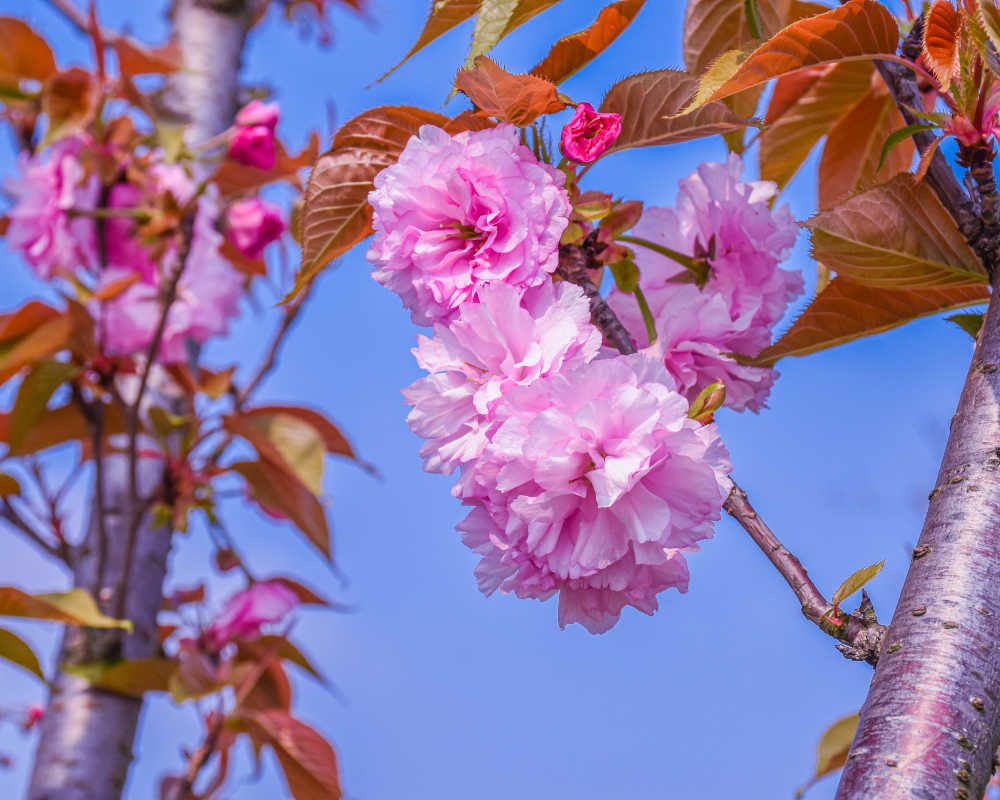 花草植物 10