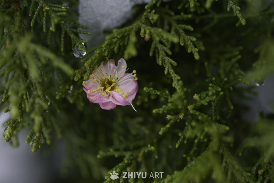 雨后粉花