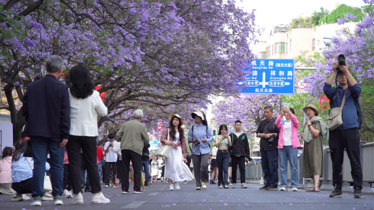 凉山州西昌市航天路蓝花楹