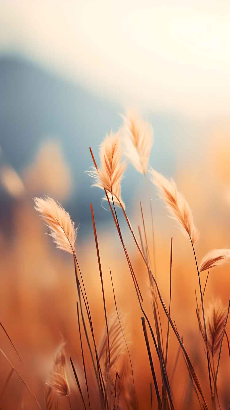 秋季唯美自然景色小草枯黄色