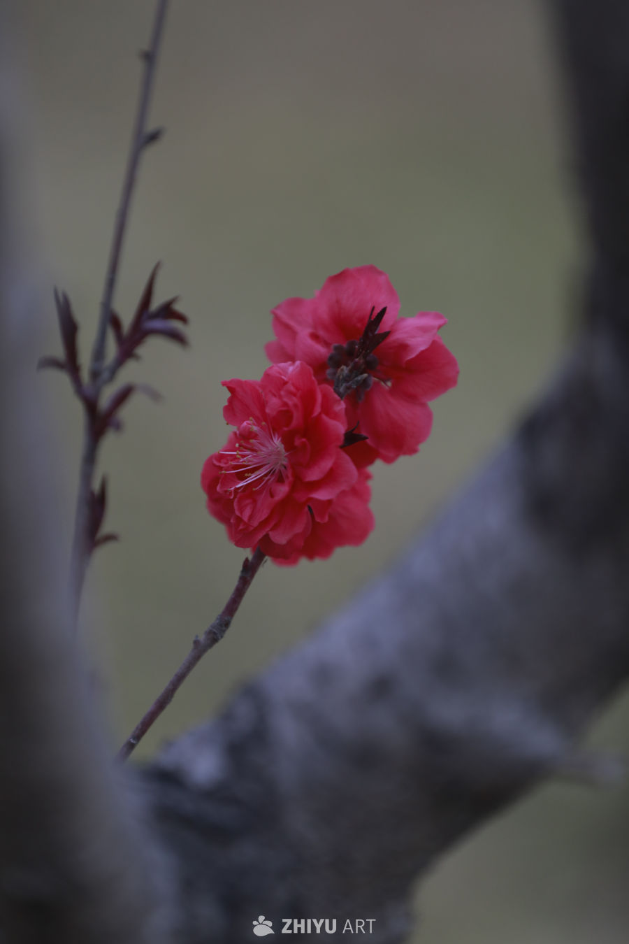 春日花枝