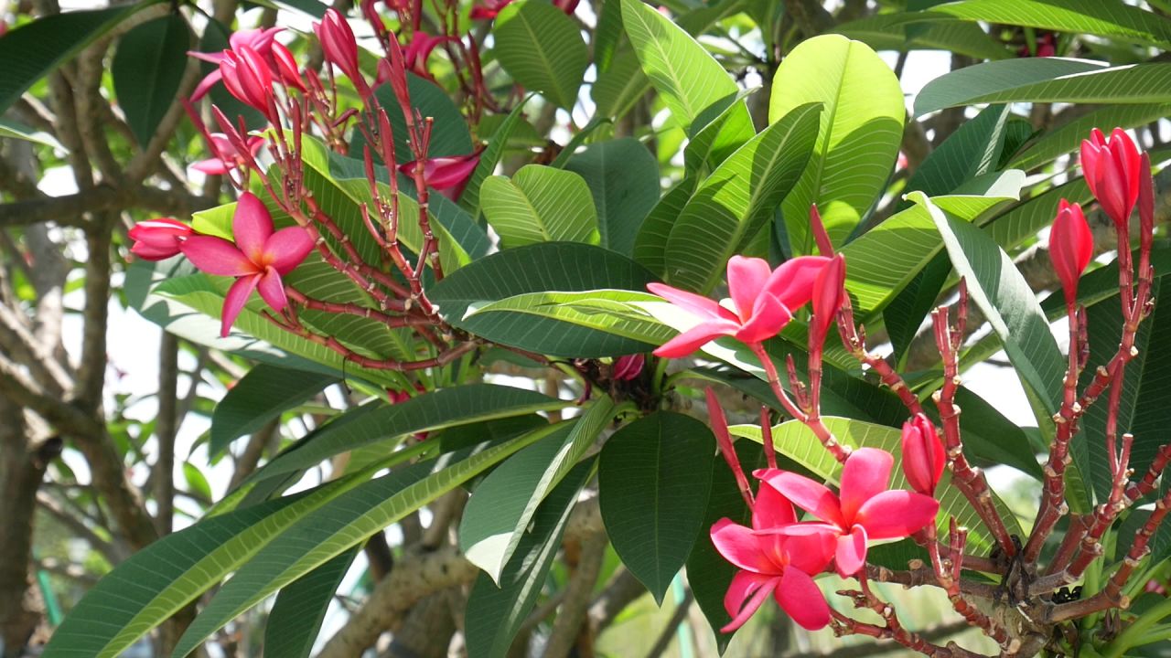 夏日正午的红色鸡蛋花2