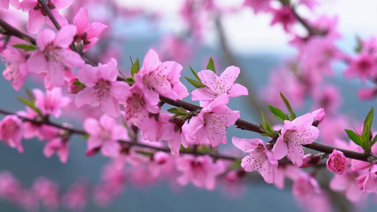 春天桃花开