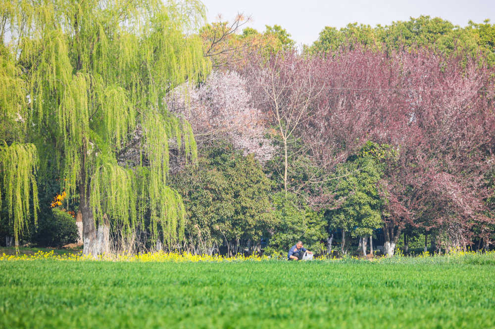 田间的春色