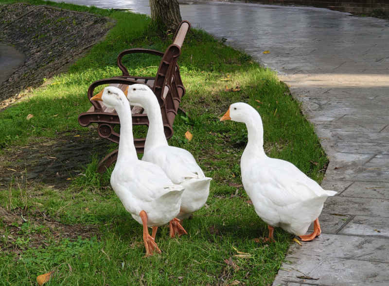草地上准备下河游泳的大鹅