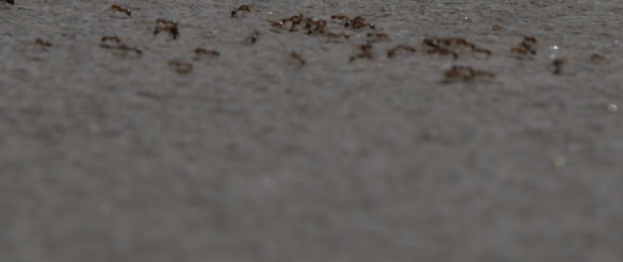 蚂蚁