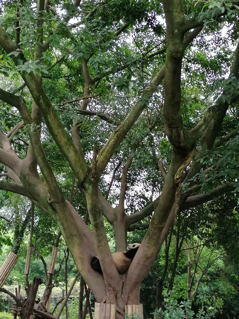 大熊猫睡姿