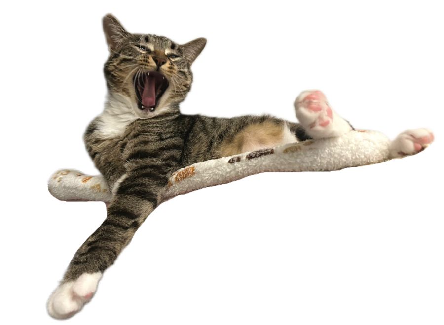 可爱小猫在毯子上打哈欠（透明背景）