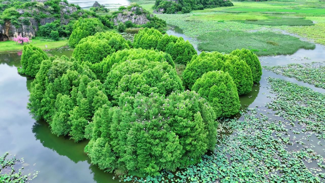 湿地上的绿洲
