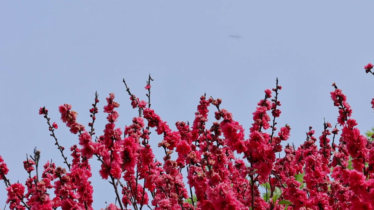春暖花开桃花盛开 9