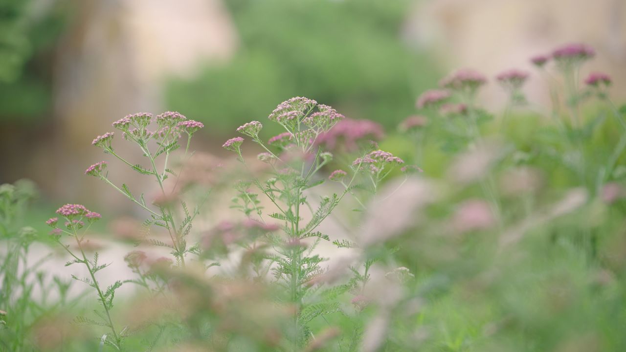 夏天花丛生长茂密情绪意境空境