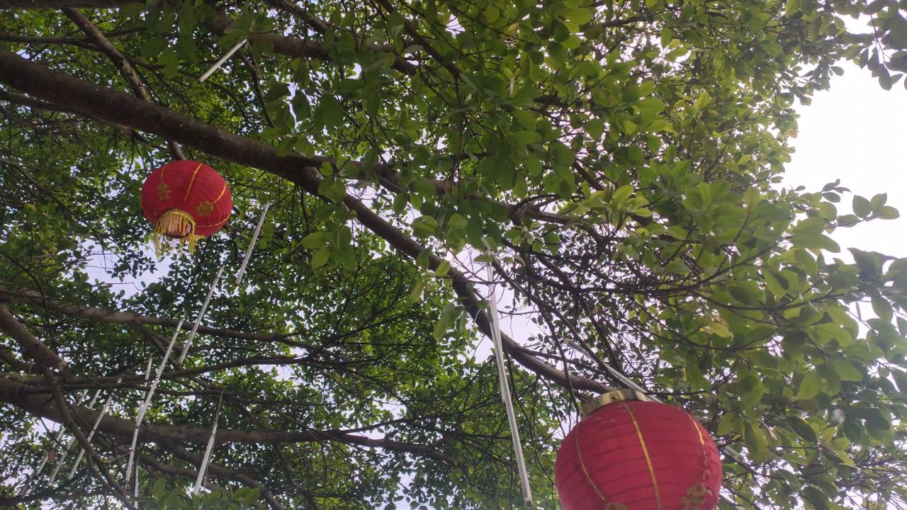 树下的灯笼
