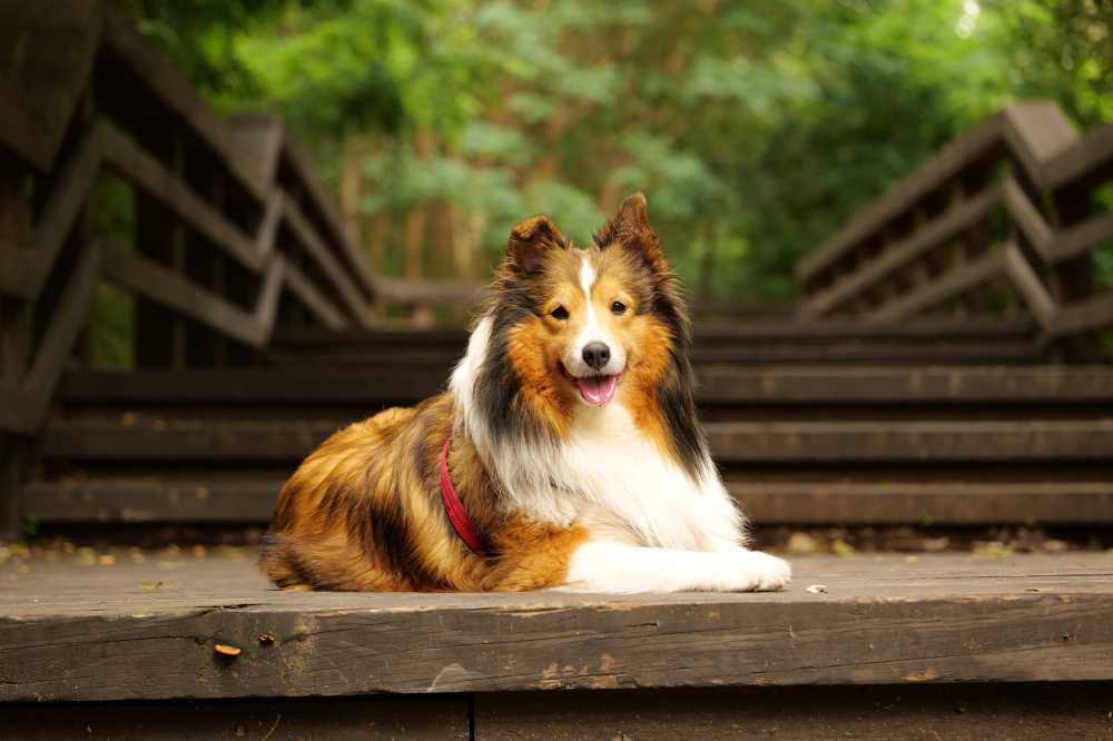 喜乐蒂牧羊犬