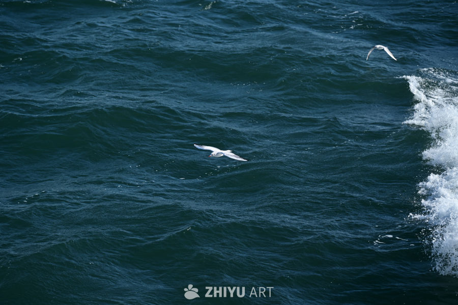 白色海鸥在蔚蓝大海自由飞翔 9