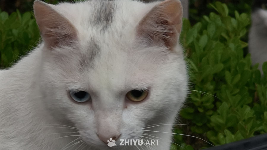 可爱的白色异瞳小猫
