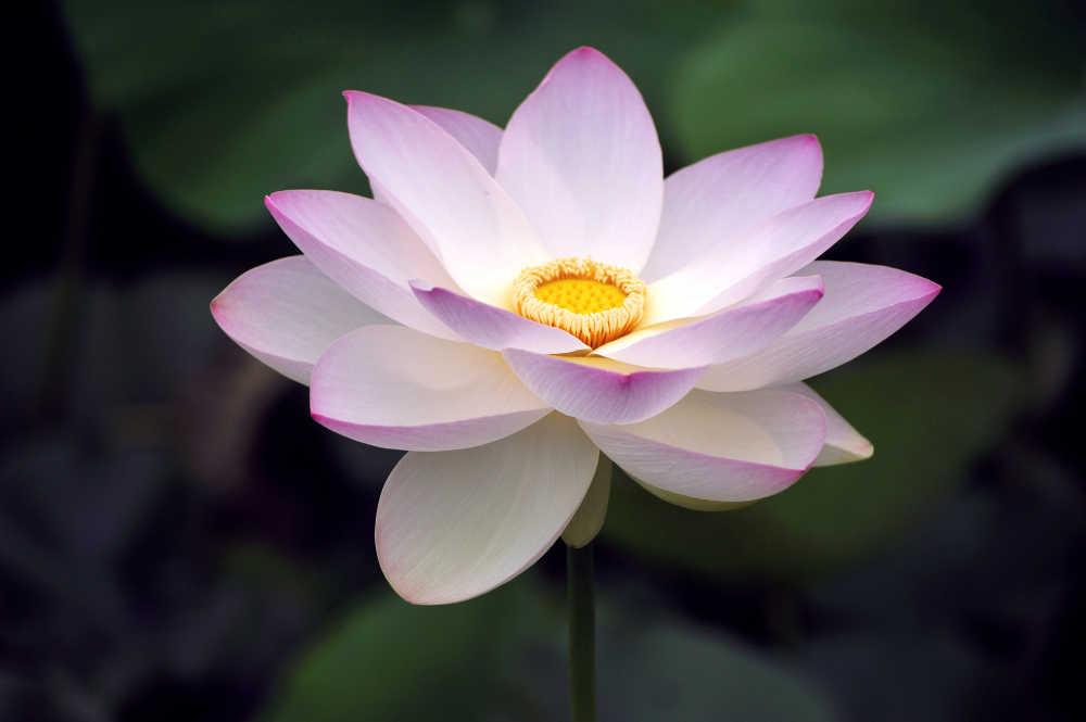 荷花绽放