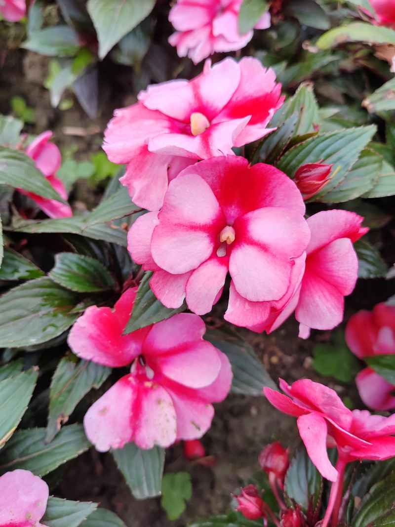 花花