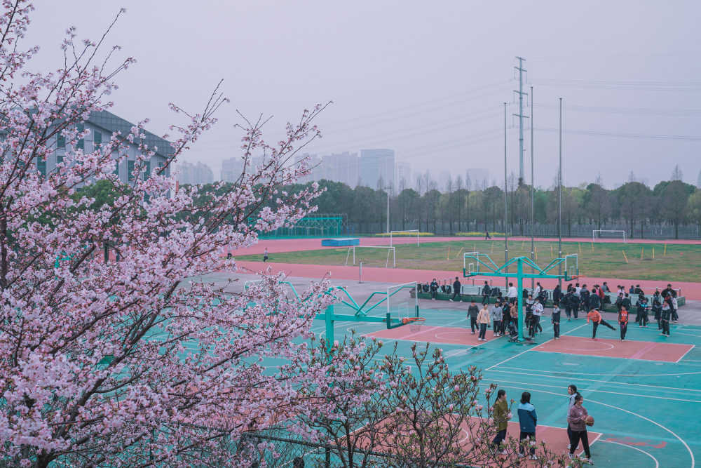 樱花季