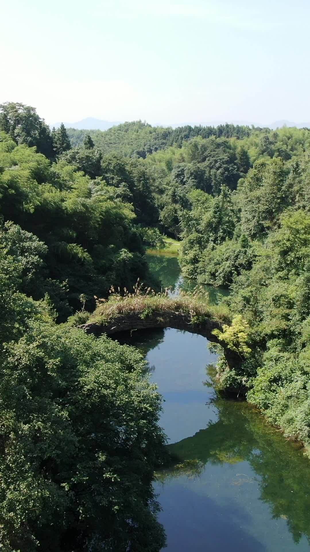 森林中的静谧河流