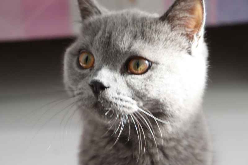 蓝猫自拍 3