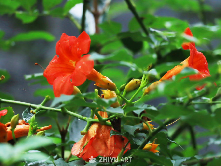 夏日里生机勃勃的凌霄花