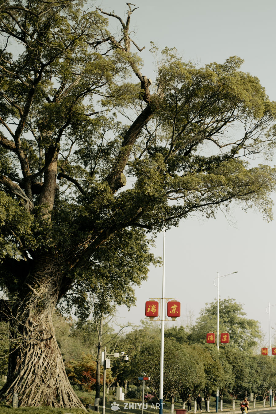 古树下的宁静街道