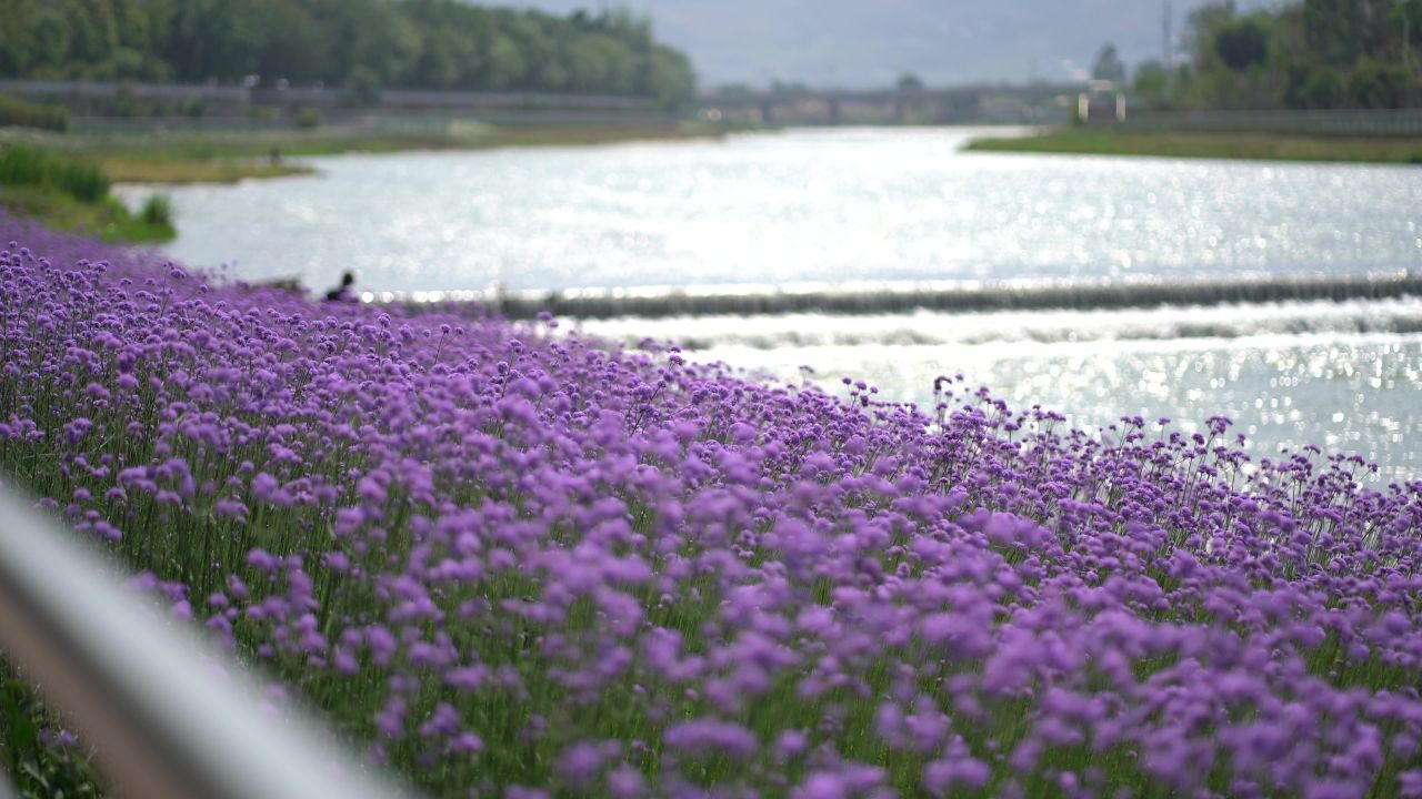 马鞭草1