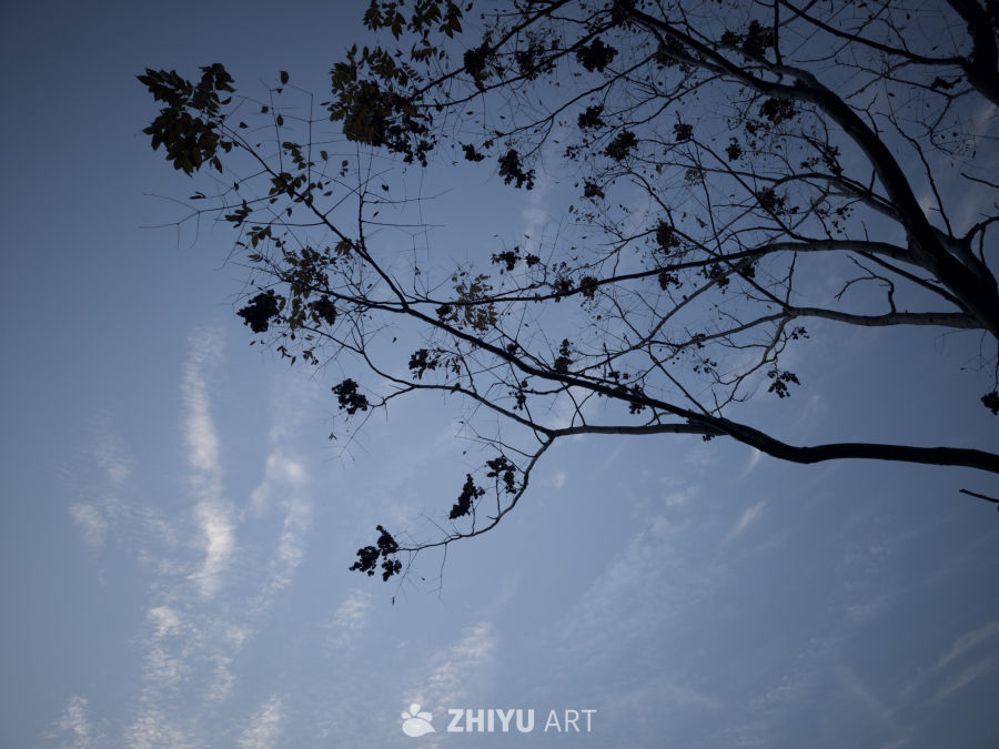 蓝空剪影：枝头静谧