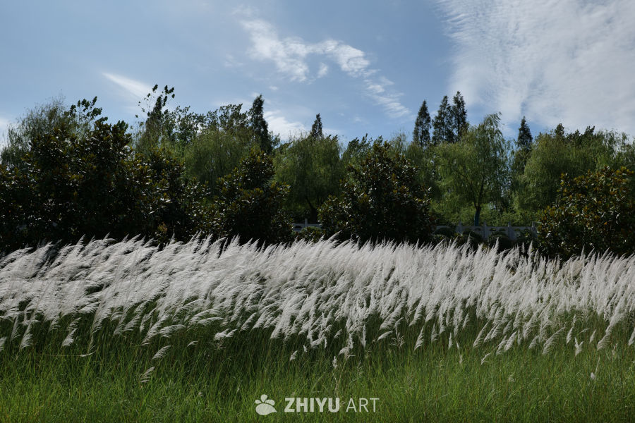 芦苇荡 6
