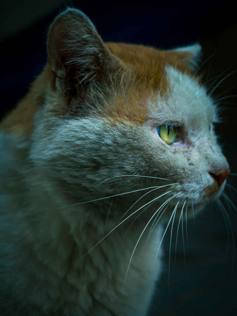 猫