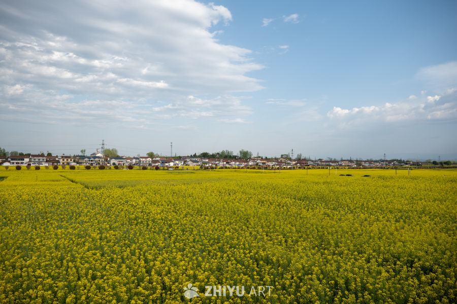 油菜花海 36