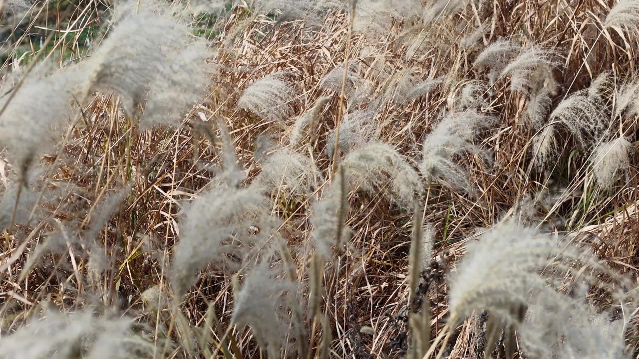秋日芦苇的静谧之美