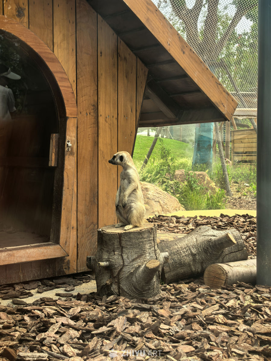 武汉麓客岛的小动物们