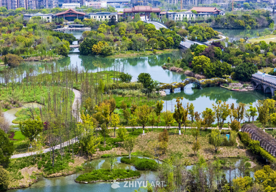三垟湿地绿如海 3