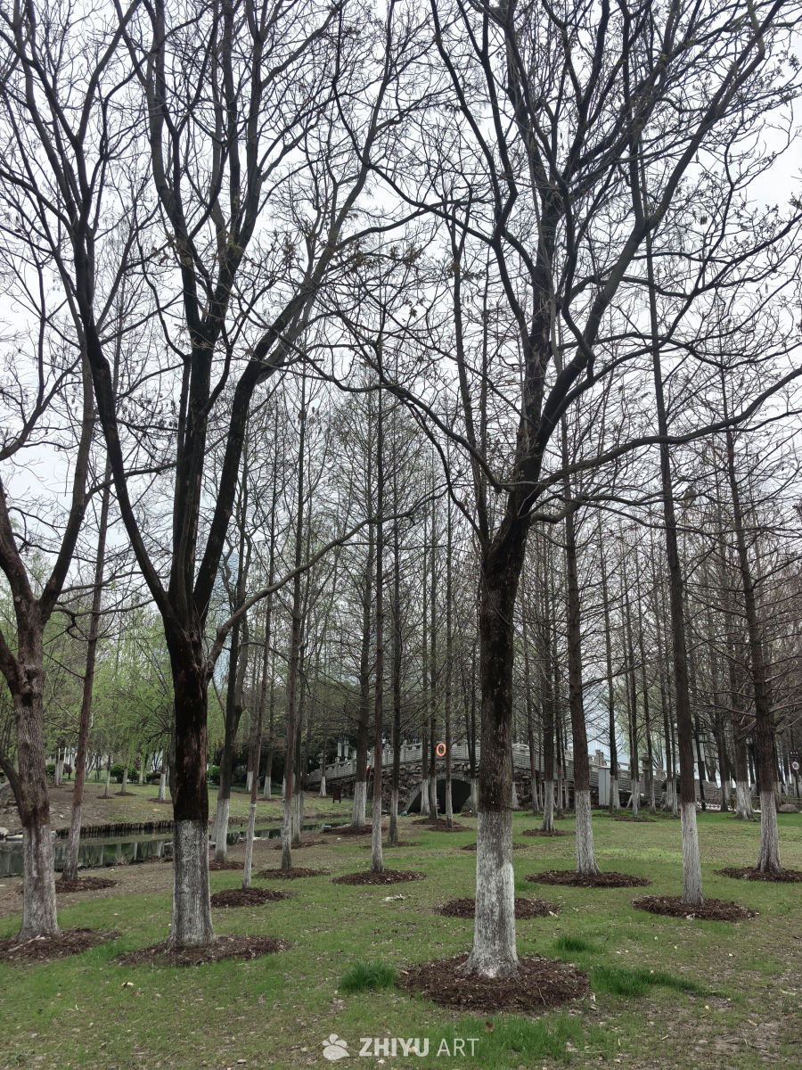 春天一定要拍花