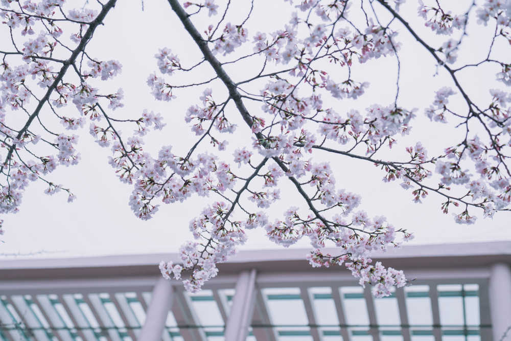 樱花季