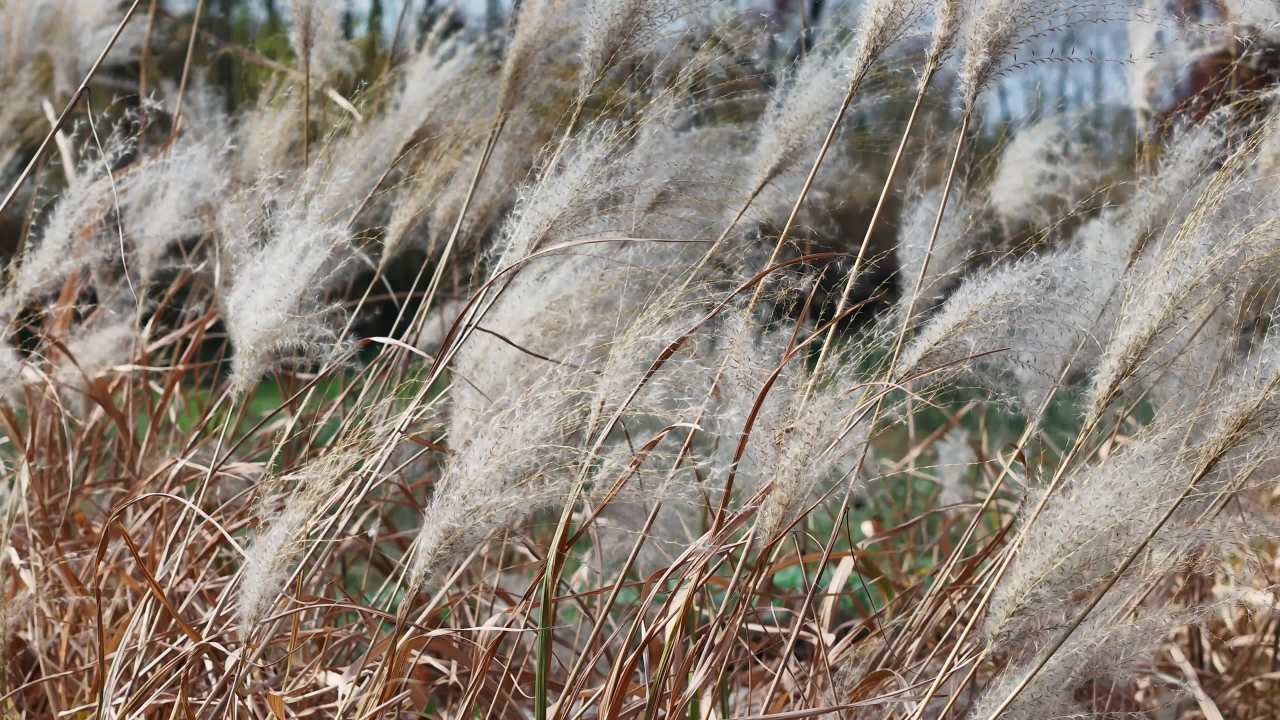 芦苇随风舞动