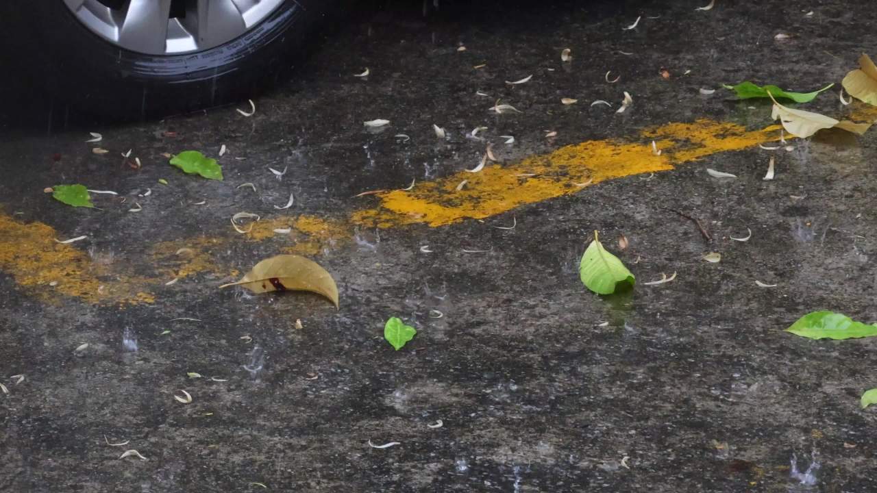 初夏的雨-白兰落花落叶