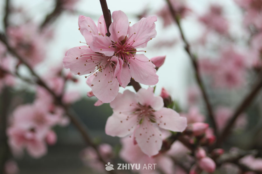 春日桃花盛开