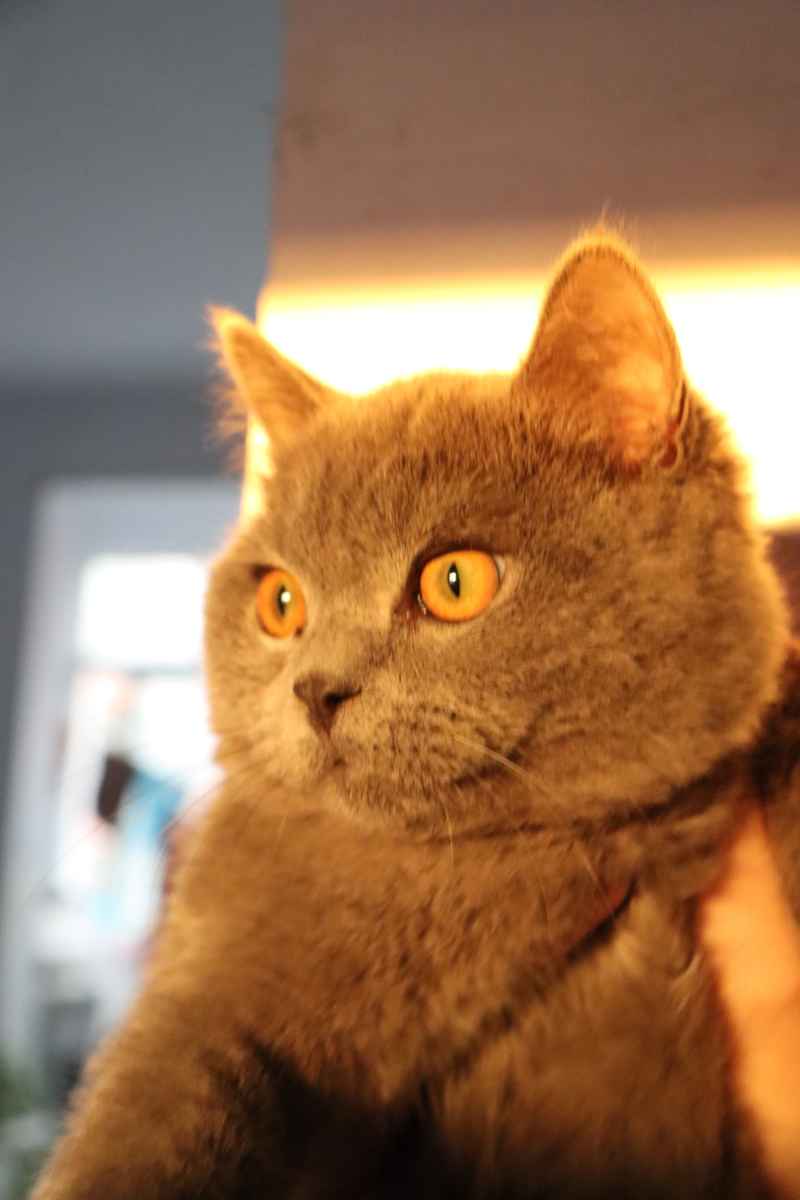 蓝猫自拍 8