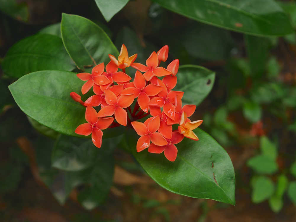 龙船花红色花序特写