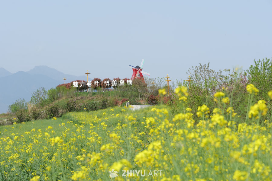 油菜花海 2