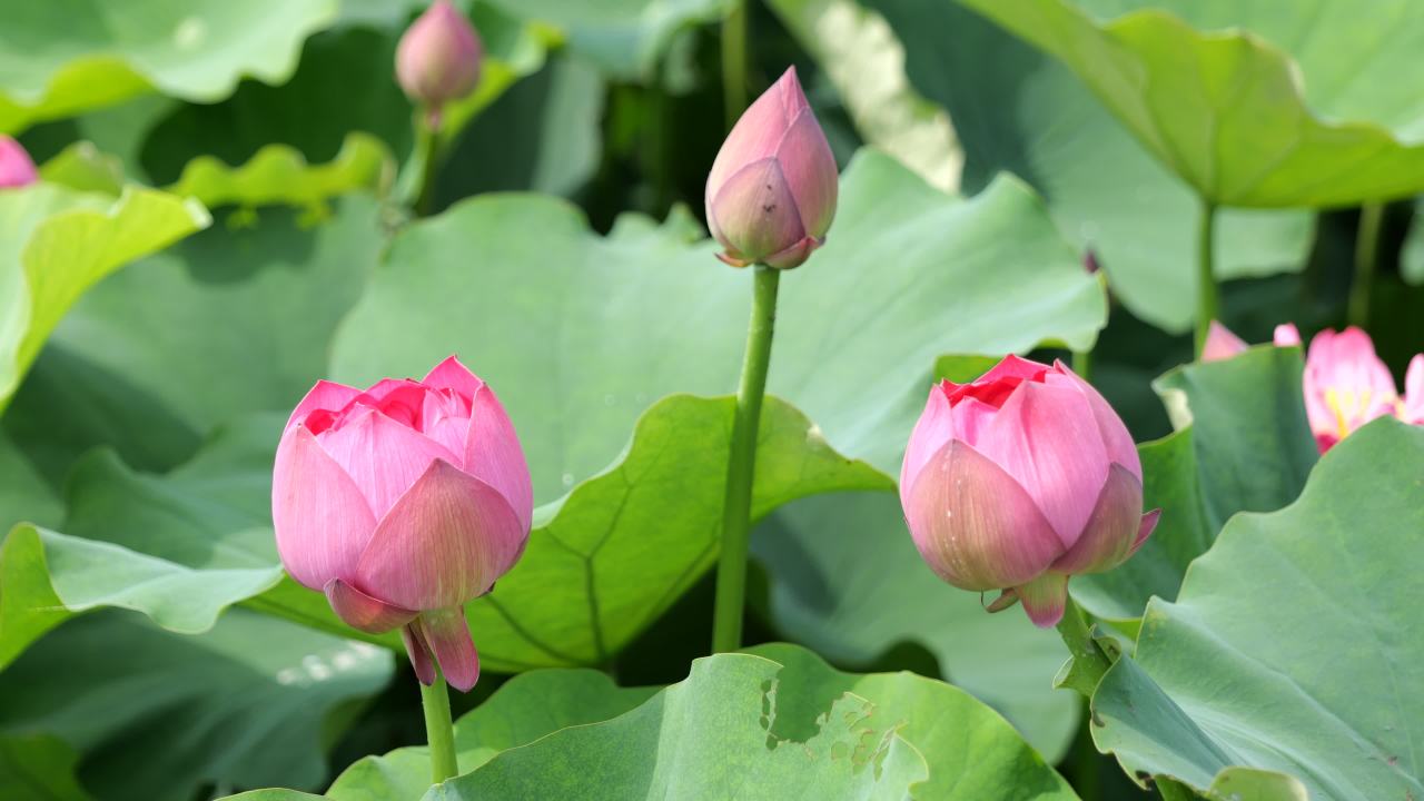 荷花 64