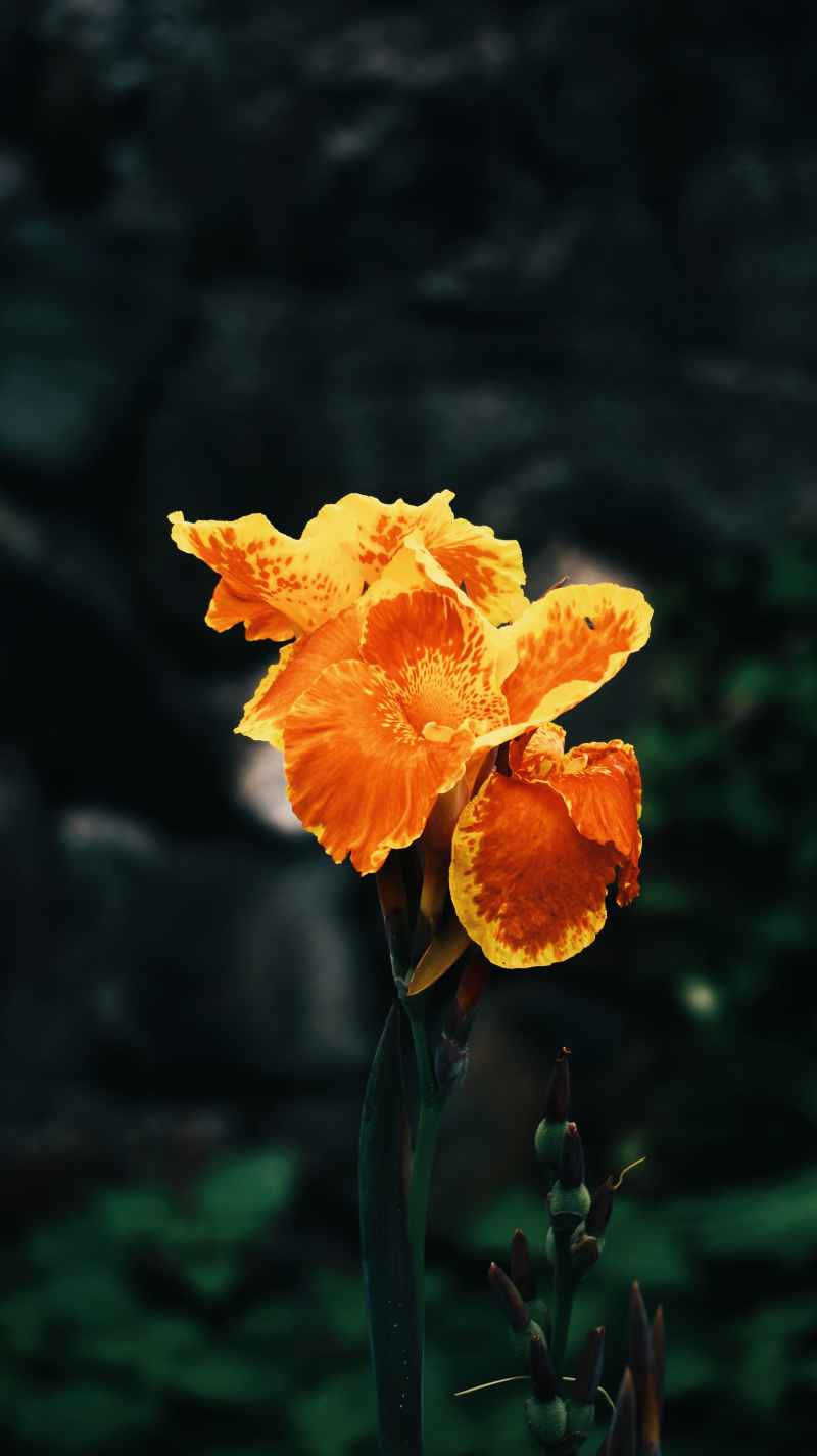 外婆家的花