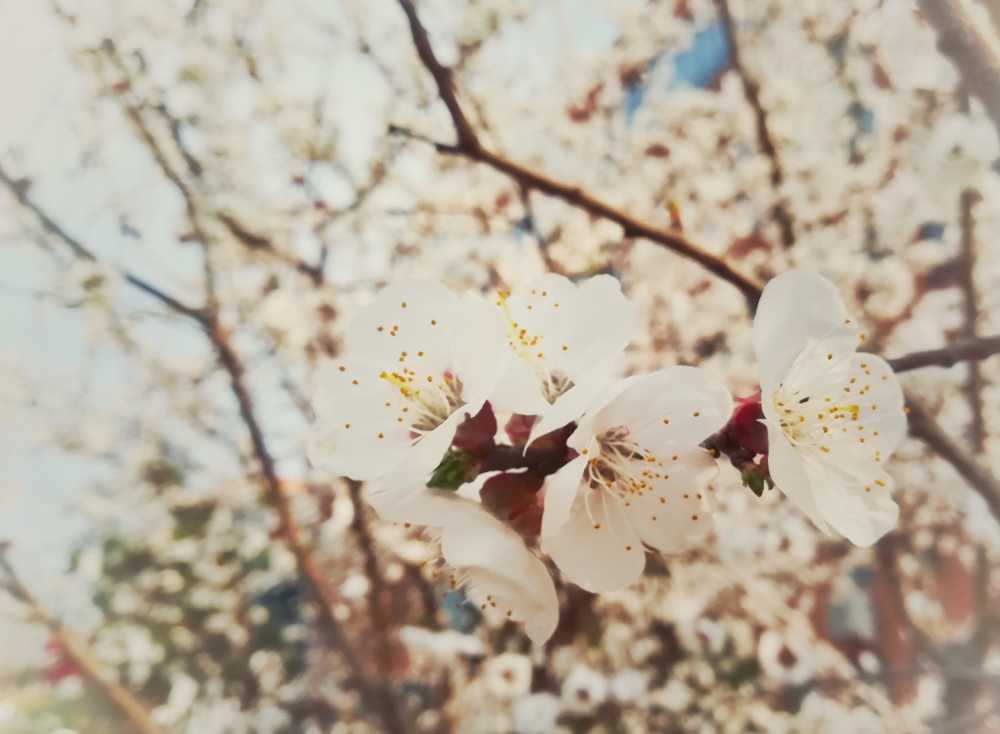 桃花