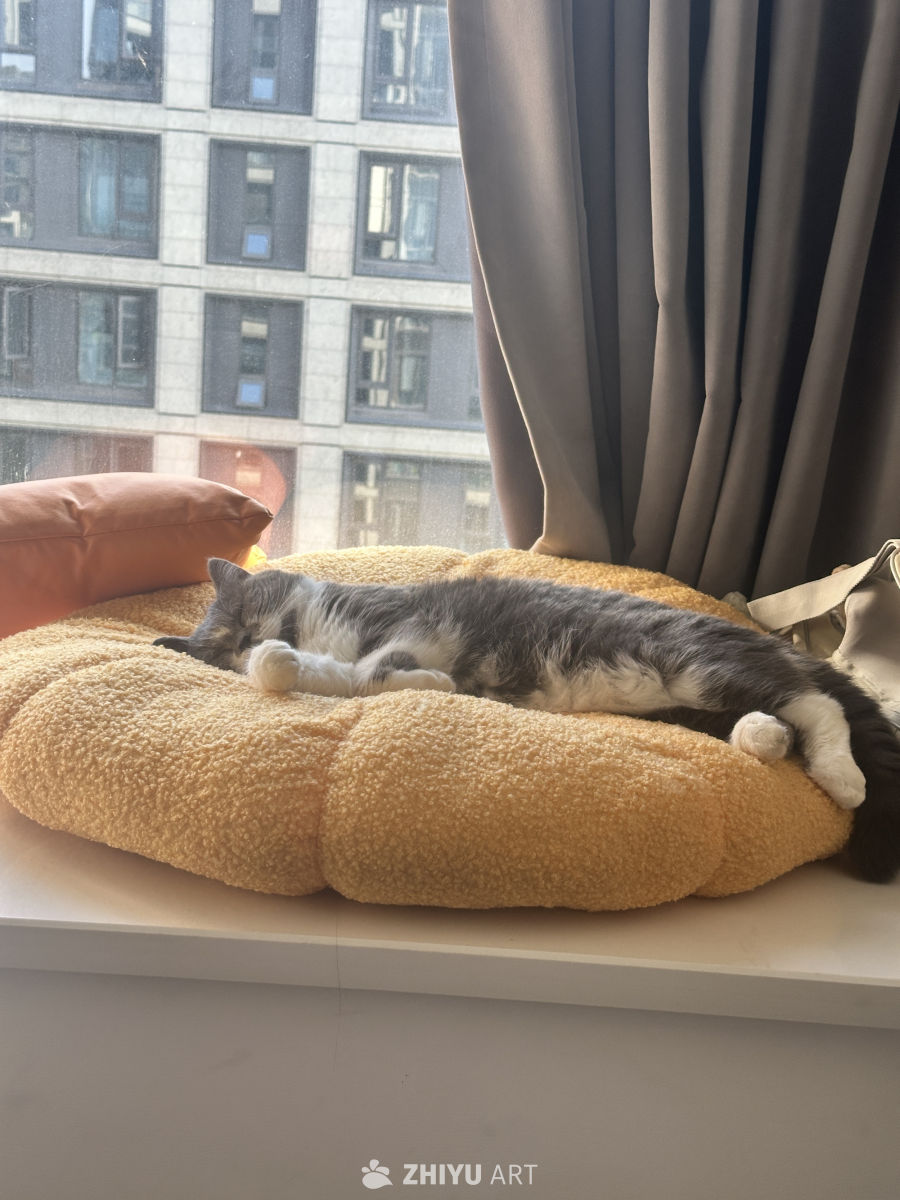 窗台上的猫咪午睡时光