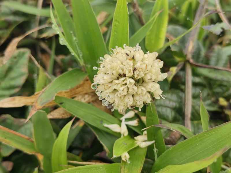 小竹花