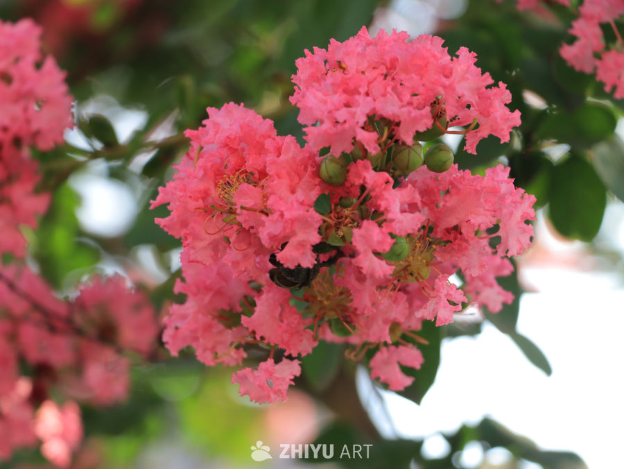 夏日里盛开生长的紫薇花